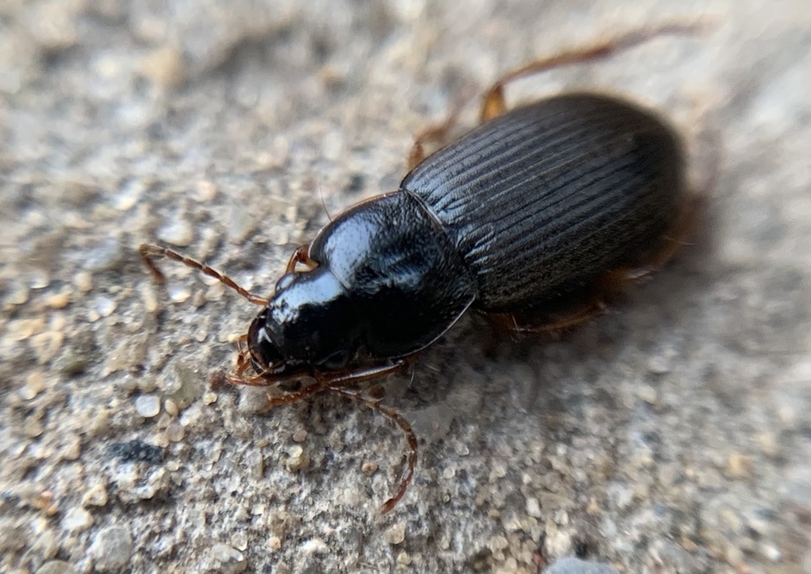 Parophonus dejeani - feketés molyhosfutó
