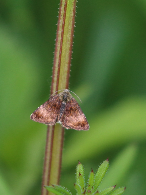 Panemeria tenebrata - apró sárgabagoly