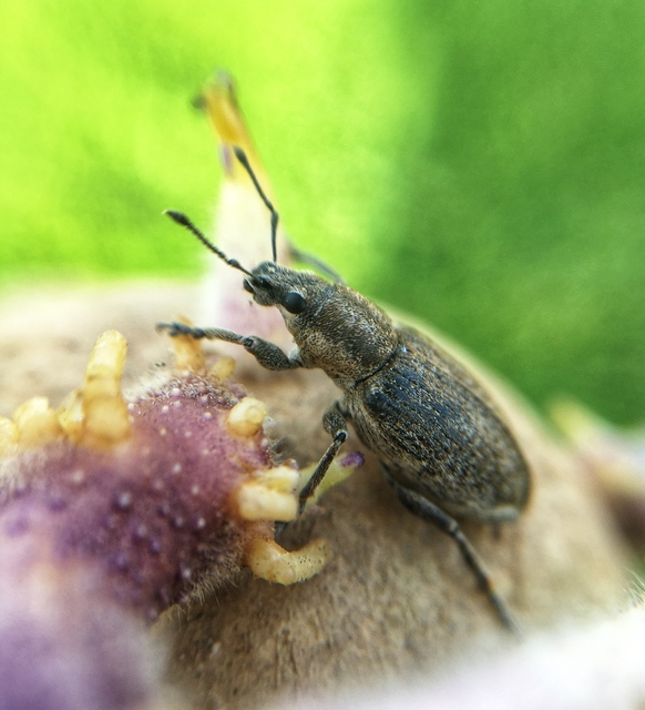 Tanymecus palliatus - közönséges hegyesfarúbarkó