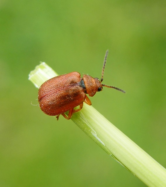 Lochmaea crataegi - galagonya-olajosbogár