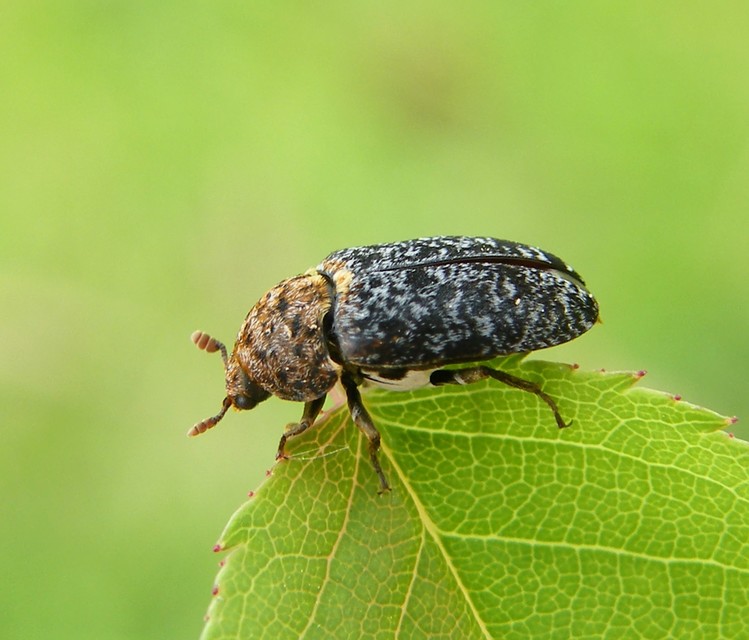 Dermestes undulatus - márványos porva Dermestes undulatus - márványos porva