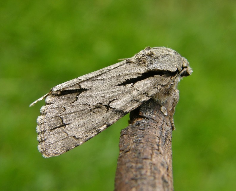 Acronicta tridens - barnás szigonyosbagoly