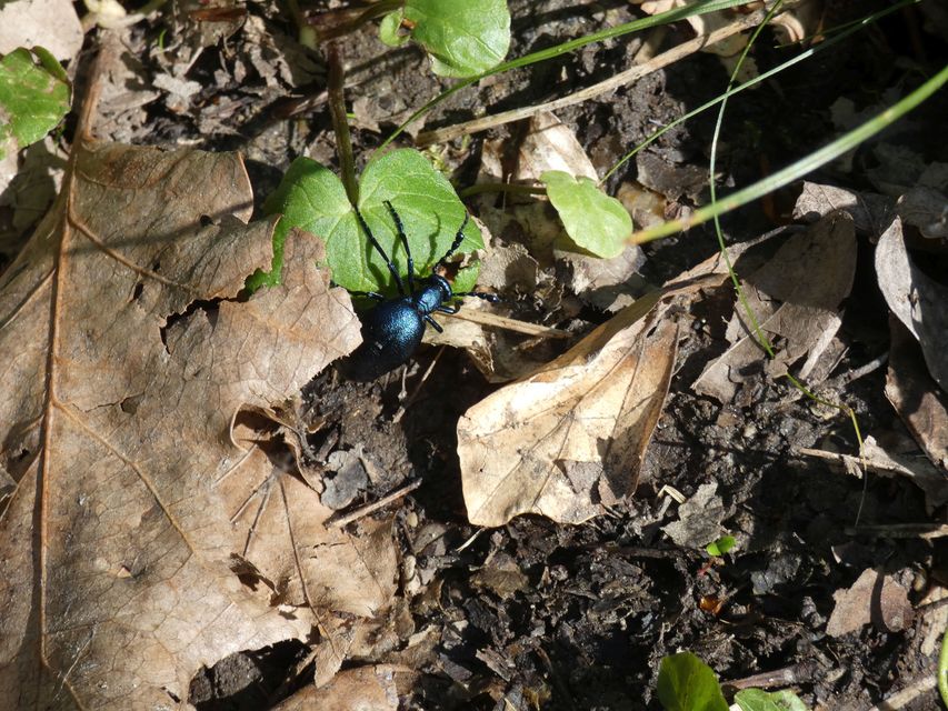 Meloe violaceus - kék nünüke