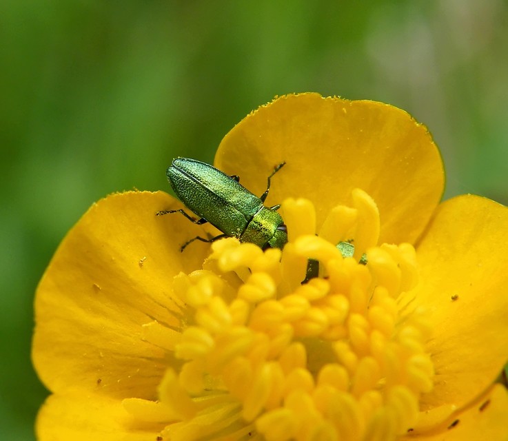 Anthaxia nitidula - ragyogó virágdíszbogár