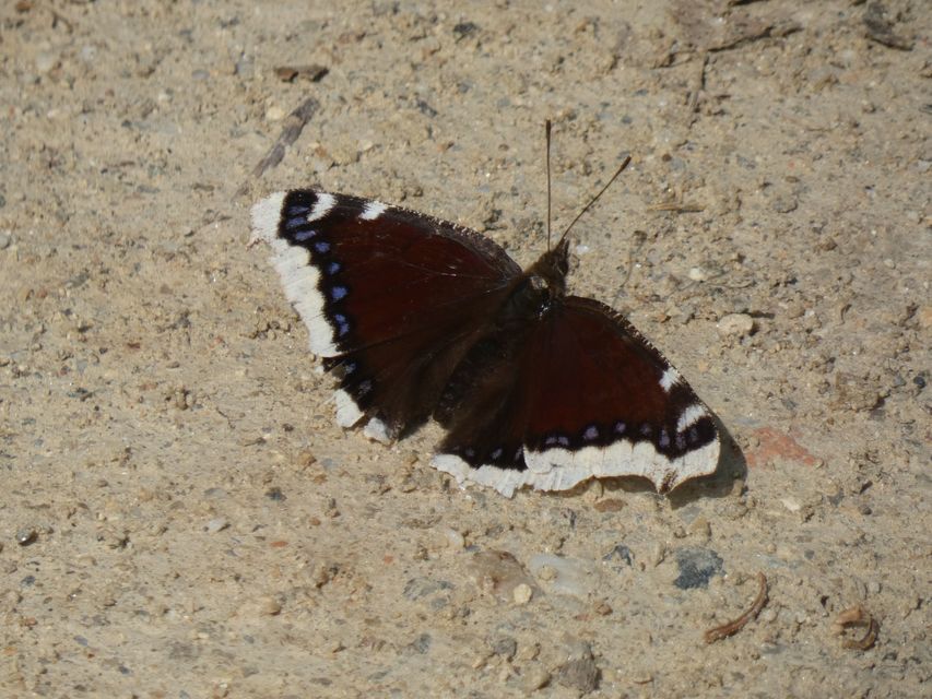 Nymphalis antiopa - gyászlepke