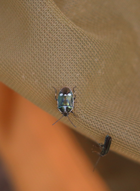 Eurydema oleracea - paréjpoloska Eurydema oleracea - paréjpoloska