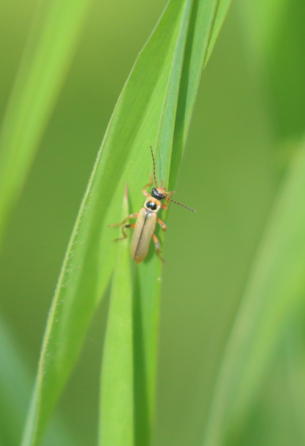 Metacantharis clypeata - tavaszi lágybogár