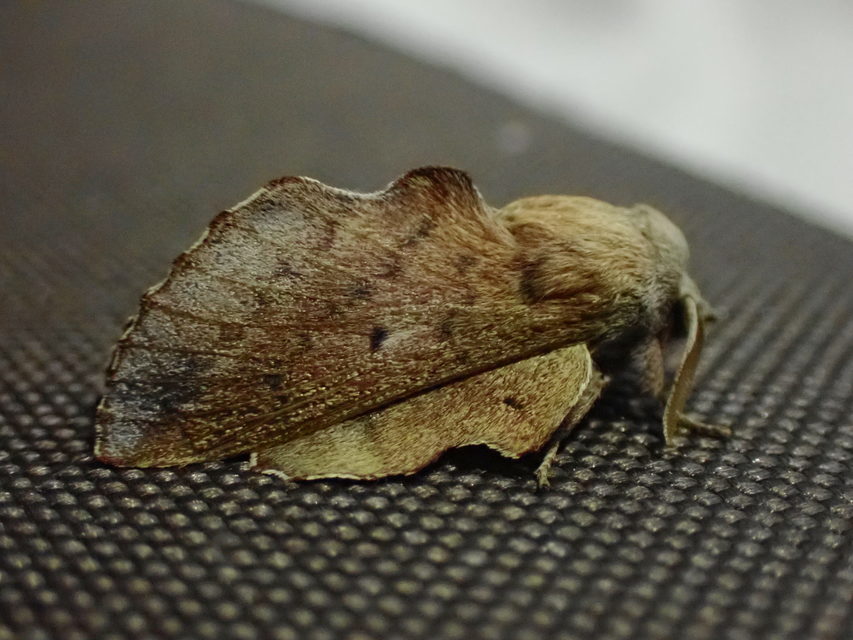 Phyllodesma tremulifolia - nyárlevélpohók