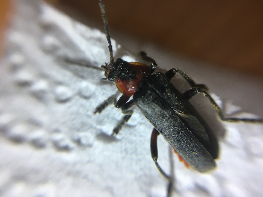 Cantharis fusca - közönséges lágybogár