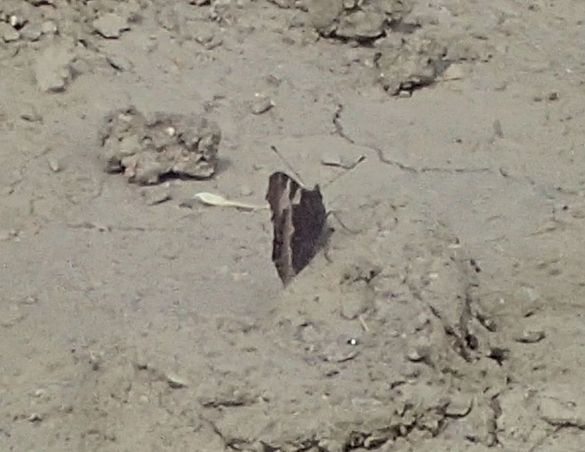Nymphalis urticae - kis rókalepke