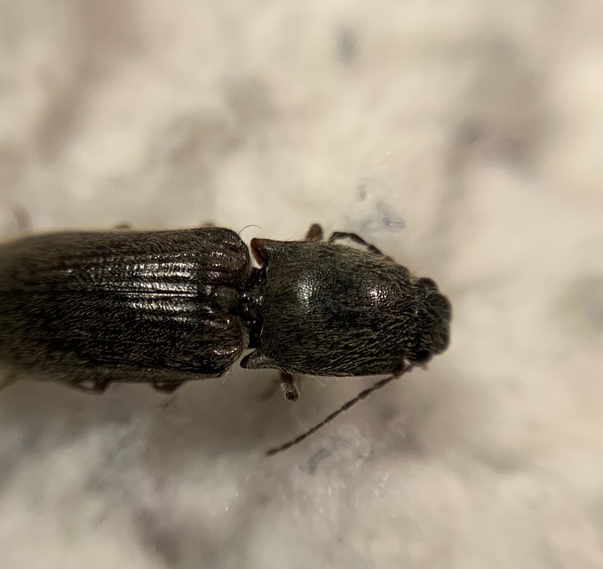 Athous haemorrhoidalis - szurkos pattanó Athous haemorrhoidalis - szurkos pattanó