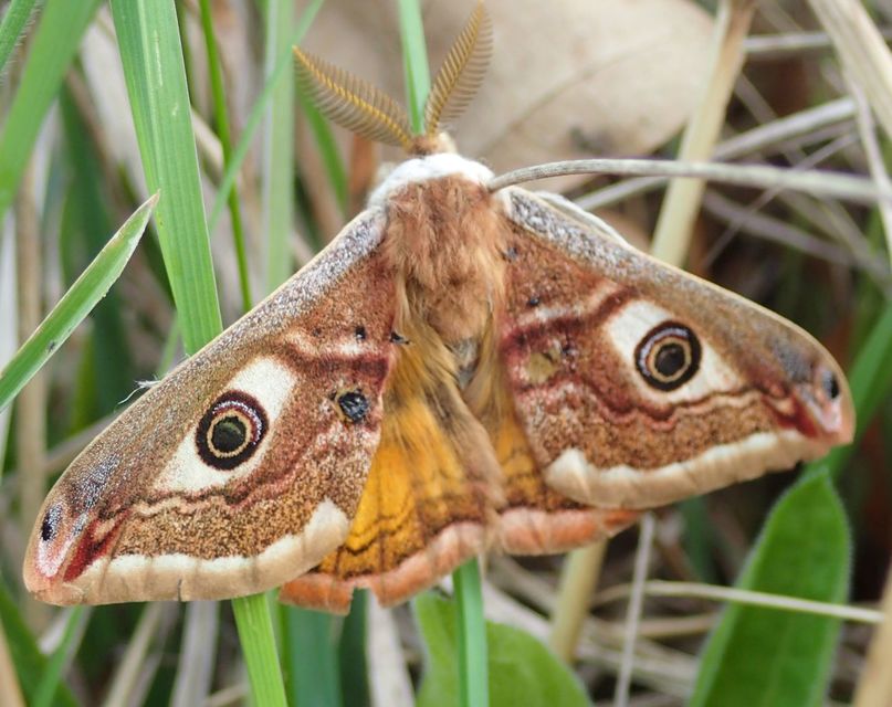 Saturnia pavoniella/pavonia