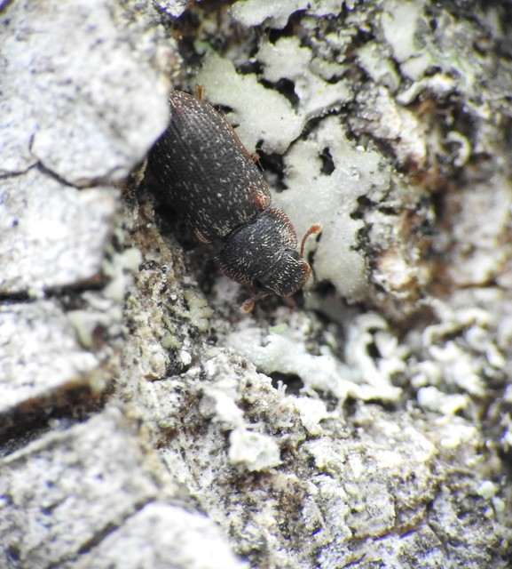 Colobicus hirtus - szegélyes héjbogár