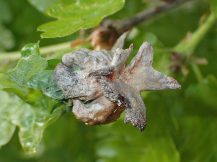 Andricus dentimitratus