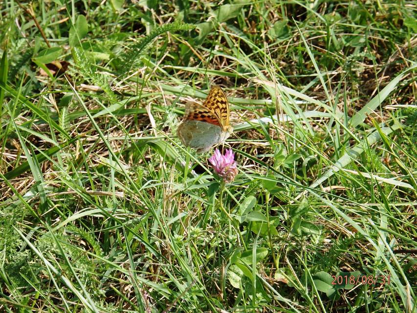Argynnis pandora - zöldes gyöngyházlepke