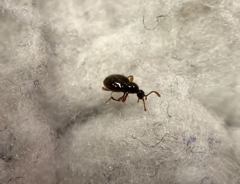 Scydmaenus tarsatus - talpas gödörkésbogár
