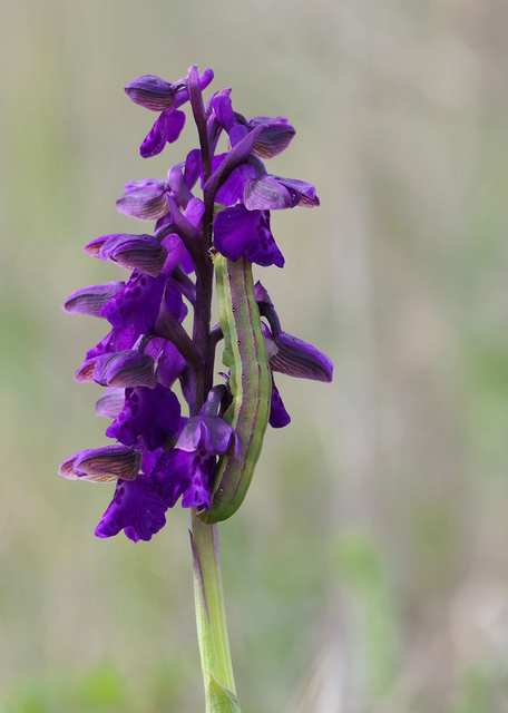 Aporophyla lutulenta - sziki őszibagoly