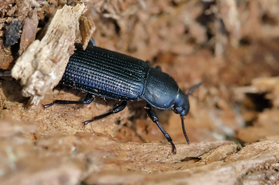 Menephilus cylindricus - fogasnyakú gyászbogár