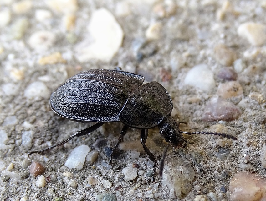 Phosphuga atrata - bordás csigarabló
