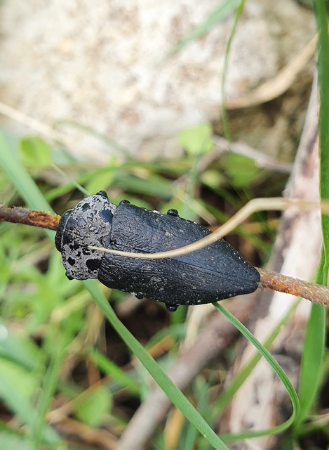Capnodis tenebrionis - kökény-tükrösdíszbogár
