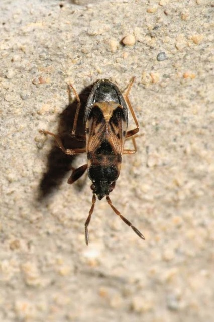 Scolopostethus affinis - tarka csalánbodobács Scolopostethus affinis - tarka csalánbodobács
