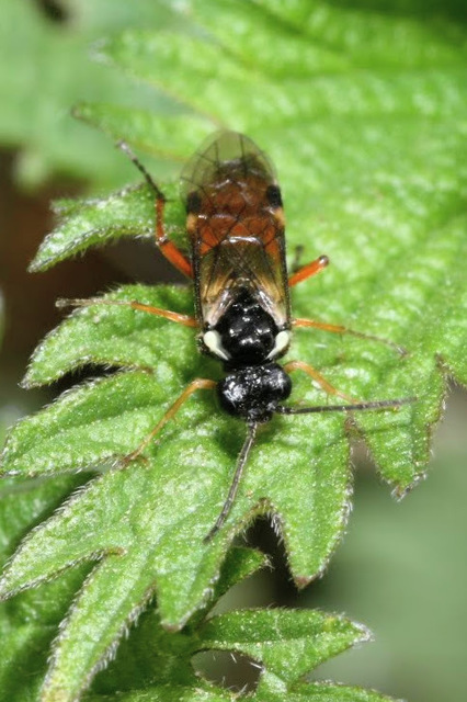 Aglaostigma