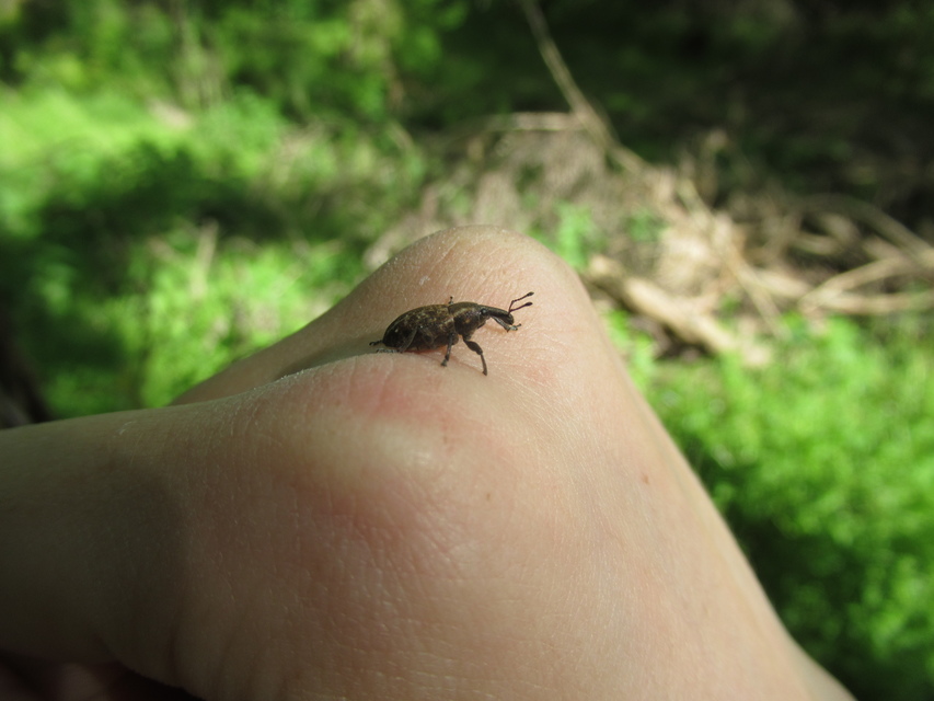 Lepyrus capucinus - pettyes fűzormányos