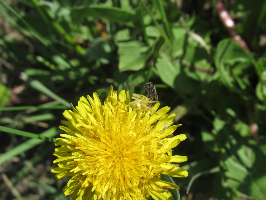 Thomisus onustus - fehér karolópók