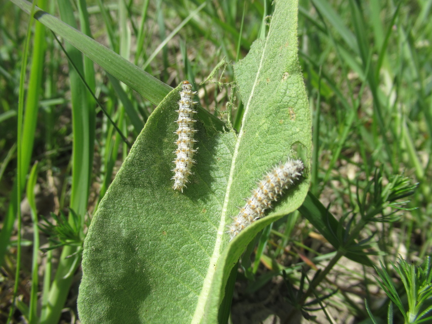 Melitaea trivia - kis tarkalepke