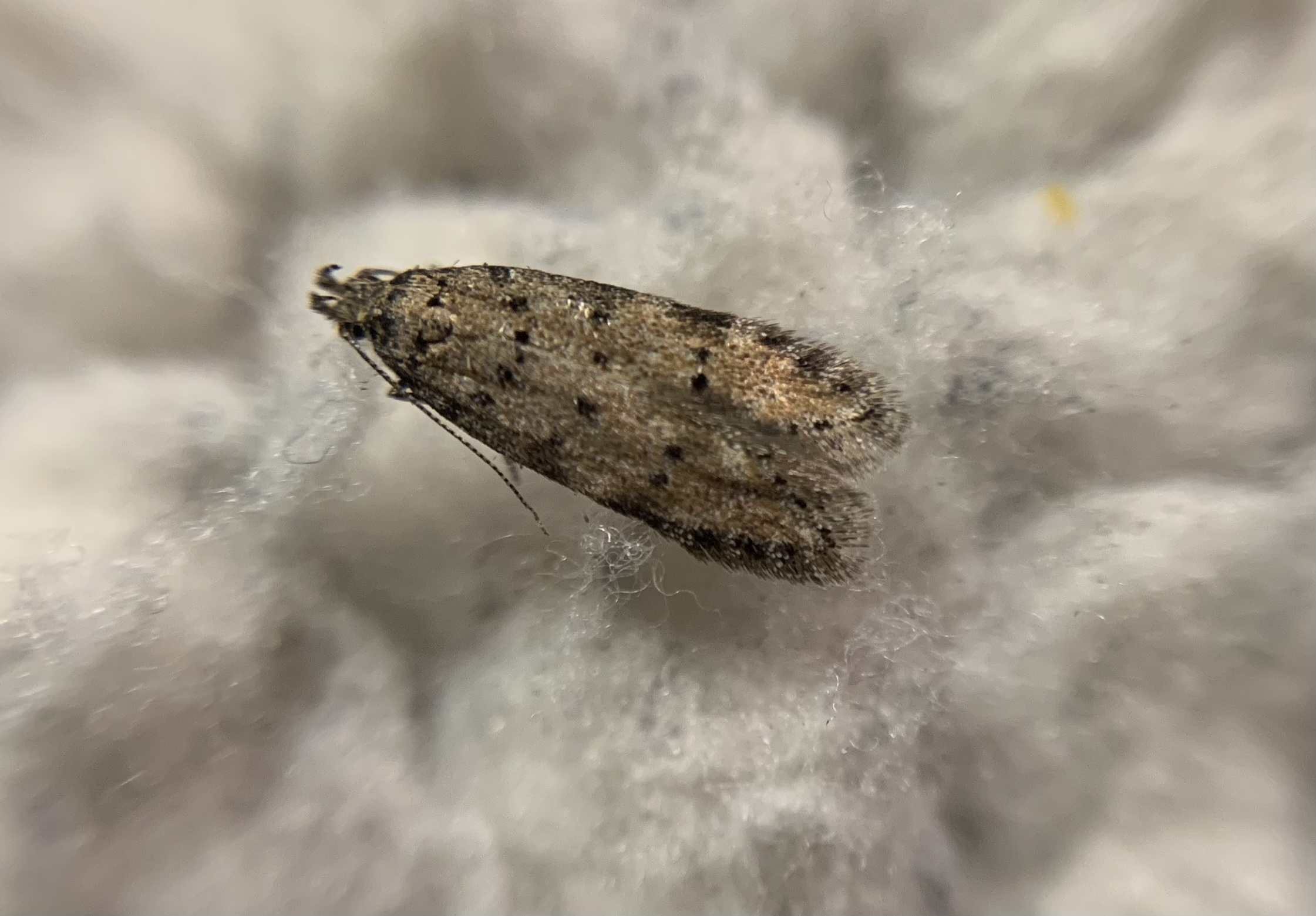Pseudotelphusa paripunctella - pontozott borzasmoly