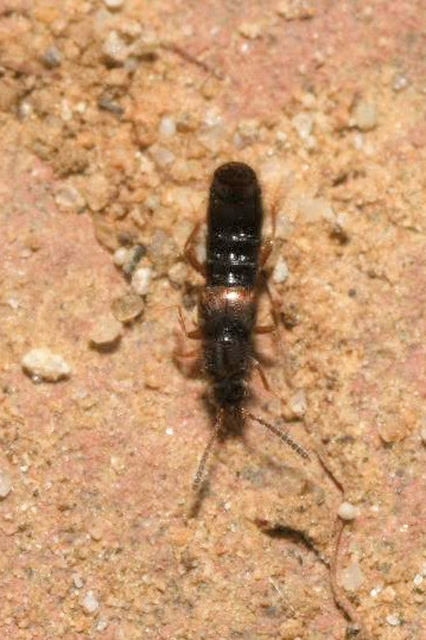 Phloeopora