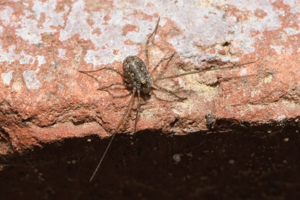 Phalangiidae