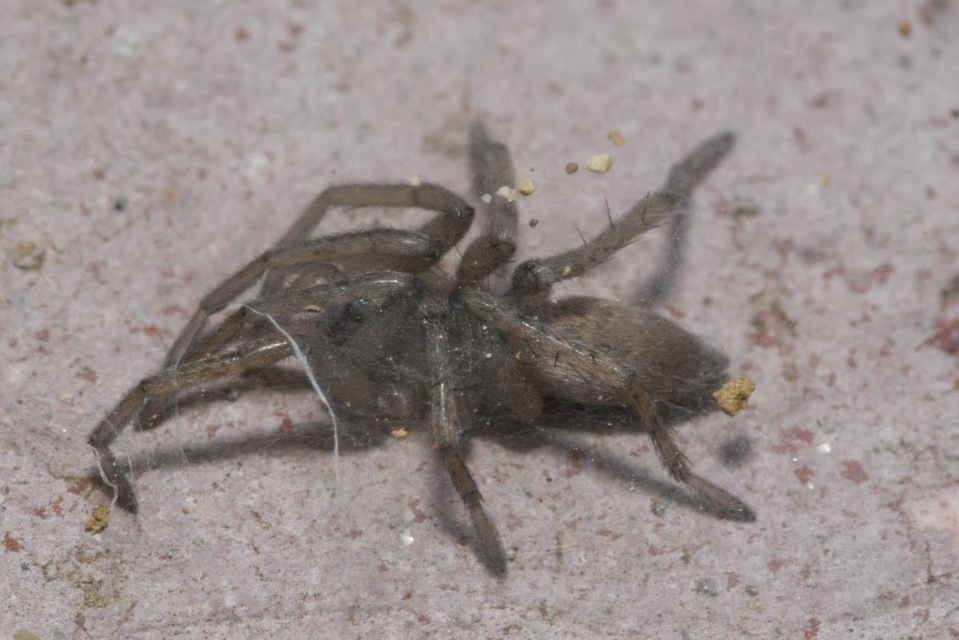 Drassodes/Drassodex