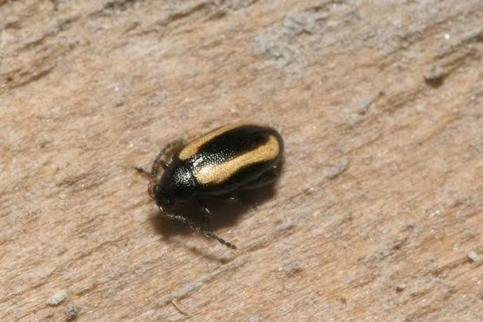 Phyllotreta