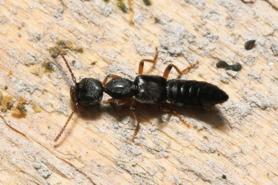 Rugilus similis - sárgalábú cérnanyakúholyva