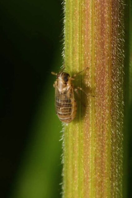 Delphacinae