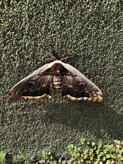 Saturnia pyri - nagy pávaszem