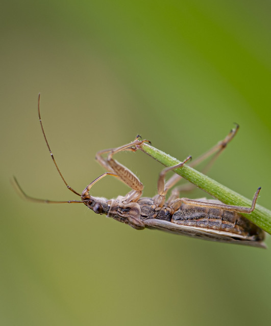 Heteroptera - Poloskák Heteroptera - Poloskák