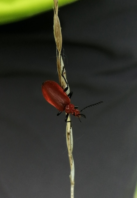 Pyrochroa serraticornis - közép-bíborbogár