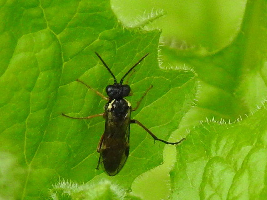 Aglaostigma