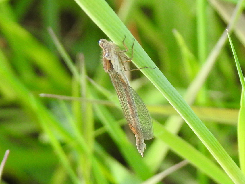 Sympecma fusca - téli rablószitakötő