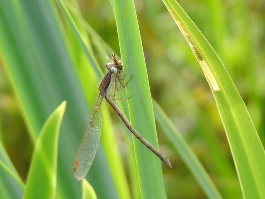 Sympecma fusca - téli rablószitakötő