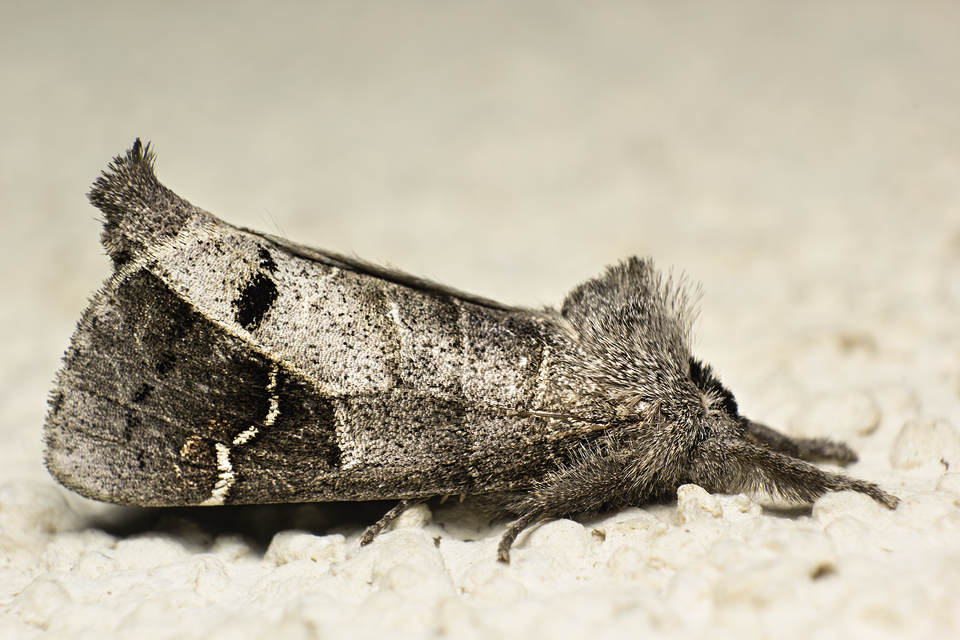 Clostera anachoreta - tarka levélszövő