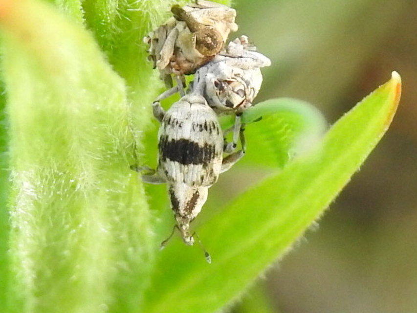 Tapinotus sellatus - díszes lizinkaormányos