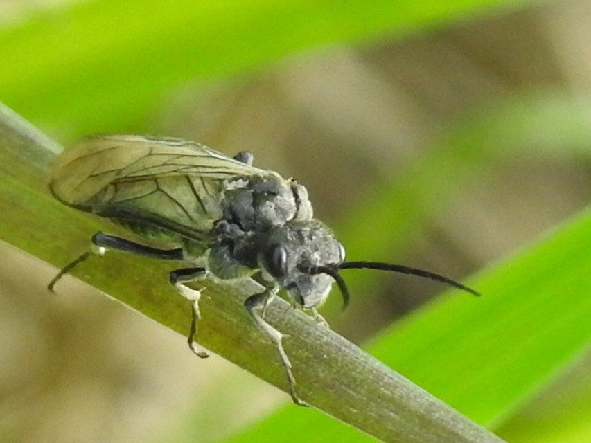 Dolerus