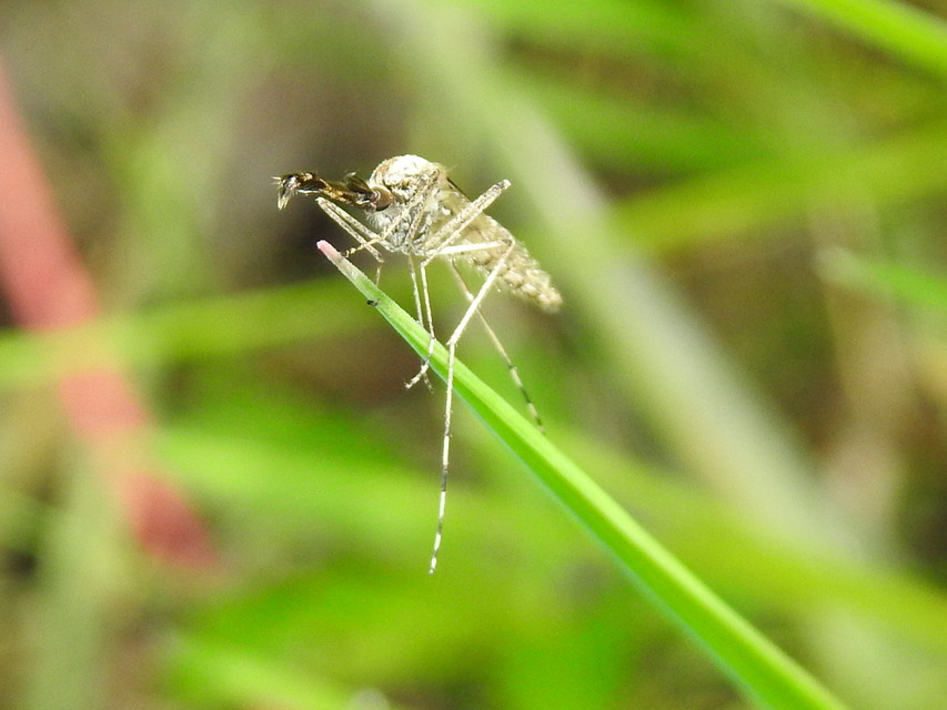 Culicidae - csípőszúnyogok