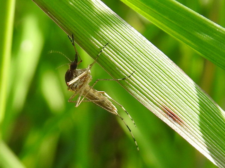 Culicidae - csípőszúnyogok