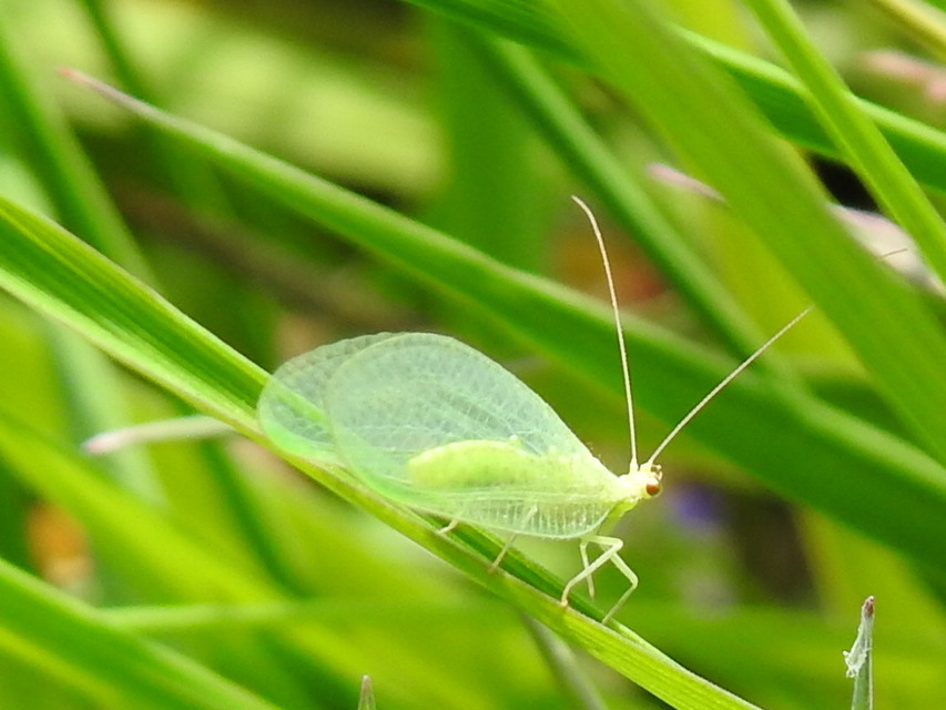 Chrysopidae - zöldfátyolkák