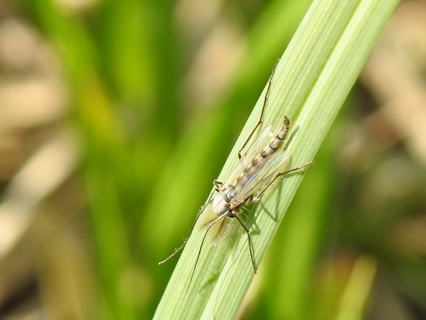 Chironominae