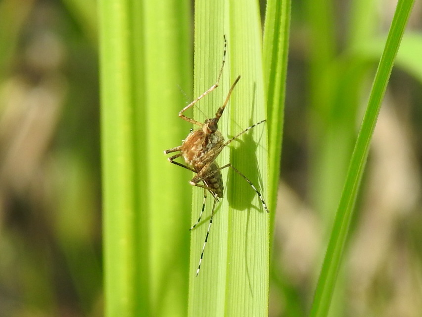 Culicidae - csípőszúnyogok